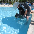 Snorkle in the pool