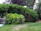 Front-yard-planter