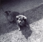 Childhood pet (Shoby) - 1981 - 1