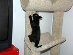Bo, playing on the cat tree at 8 weeks.