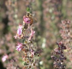Bees farming the flowers in the park