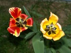 Flowers in my yard
