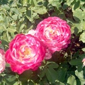 Julia Davis Park Rose Garden in August